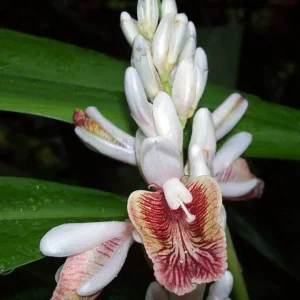 Spice Ginger Galangal Plant - Fragrant Alpinia Galanga - 4" Pot - Indoors Outdoor