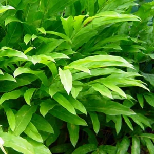 Spice Ginger Galangal Plant - Fragrant Alpinia Galanga - 4