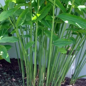 Spice Ginger Galangal Plant - Fragrant Alpinia Galanga - 4