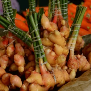 Spice Ginger Galangal Plant - Fragrant Alpinia Galanga - 4