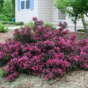 Spilled Wine Weigela 4" Pot Red Leaves Magenta Flowers