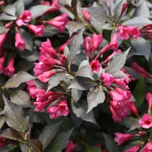 Spilled Wine Weigela 4