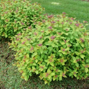 Spiraea Japonica DOUBLE PLAY DOLLY Plant - 4 Inch Pot - Colorful Foliage Shrub