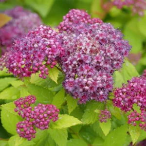 Spiraea Japonica DOUBLE PLAY DOLLY Plant - 4 Inch Pot - Colorful Foliage Shrub