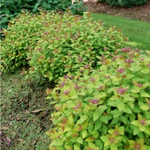 Spiraea Japonica DOUBLE PLAY DOLLY Plant - 4 Inch Pot - Colorful Foliage Shrub