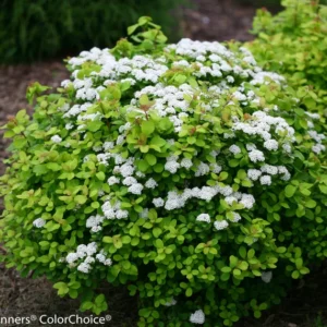 Spiraea - Lemon/Lime Foliage Shrub - 4 inch Pot - Garden Plant