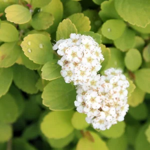 Spiraea - Lemon/Lime Foliage Shrub - 4 inch Pot - Garden Plant