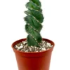 Spiral Cactus Cereus Forbesii Spiralis Large 8-12 inch, 6 inch Pot, Rare Blue Cactus