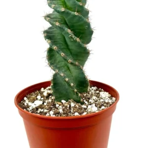 Spiral Cactus Cereus Forbesii Spiralis Large 8-12 inch, 6 inch Pot, Rare Blue Cactus