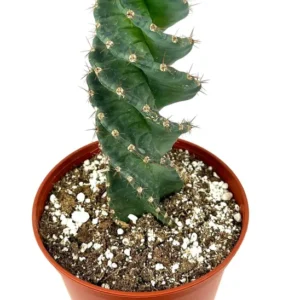Spiral Cactus Cereus Forbesii Spiralis Large 8-12 inch, 6 inch Pot, Rare Blue Cactus