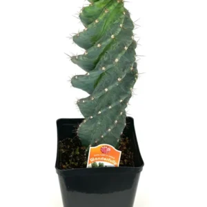 Spiral Cactus Cereus Forbesii Spiralis Large 8-12 inch, 6 inch Pot, Rare Blue Cactus