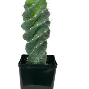 Spiral Cactus Cereus Forbesii Spiralis Large 8-12 inch, 6 inch Pot, Rare Blue Cactus