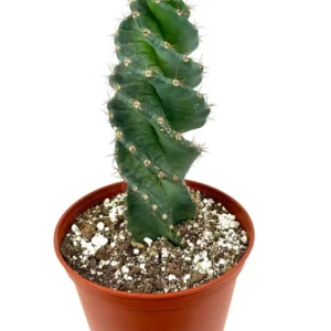 Spiral Cactus Cereus Forbesii Spiralis Large 8-12 inch, 6 inch Pot, Rare Blue Cactus