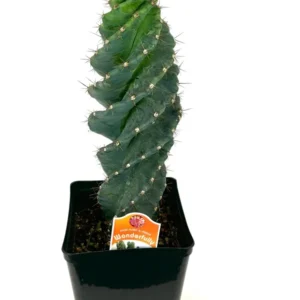 Spiral Cactus Cereus Forbesii Spiralis Large 8-12 inch, 6 inch Pot, Rare Blue Cactus
