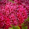 Spirea Double Play Doozie Plant - 4 inch Pot - Red Pink Flowers - Non-Invasive Shrub