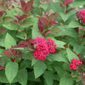 Spirea Double Play Doozie Plant - 4 inch Pot - Red Pink Flowers - Non-Invasive Shrub
