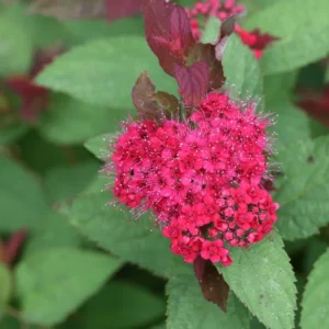 Spirea Double Play Doozie Plant - 4 inch Pot - Red Pink Flowers - Non-Invasive Shrub