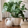 Split Leaf Philodendron Monstera Plant 4" Pot Edible Fruit Pineapple Taste Easy Care