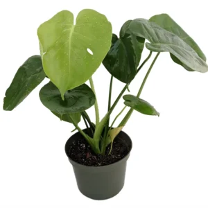Split Leaf Philodendron Monstera Plant 4" Pot Edible Fruit Pineapple Taste Easy Care