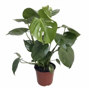 Split Leaf Philodendron Monstera Plant 4