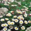 Spring Carpet Mount Atlas Daisy - Anacyclus depressus - 4 inch Pot