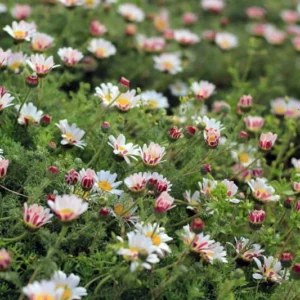 Spring Carpet Mount Atlas Daisy - Anacyclus depressus - 4 inch Pot