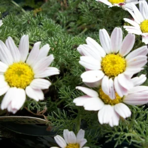 Spring Carpet Mount Atlas Daisy - Anacyclus depressus - 4 inch Pot