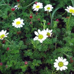 Spring Carpet Mount Atlas Daisy - Anacyclus depressus - 4 inch Pot