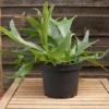 Staghorn Fern Plant - 2.5 Inch Pot - Platycerium bifurcatum - Unusual Houseplant