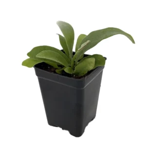 Staghorn Fern Plant - 2.5 Inch Pot - Platycerium bifurcatum - Unusual Houseplant