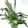 Staghorn Fern Platycerium Bifurcatum Netherlands 6 inch Hanging Pot Plant