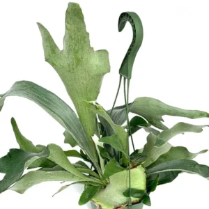 Staghorn Fern Platycerium Bifurcatum Netherlands 6 inch Hanging Pot Plant