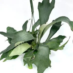 Staghorn Fern Platycerium Bifurcatum Netherlands 6 inch Hanging Pot Plant
