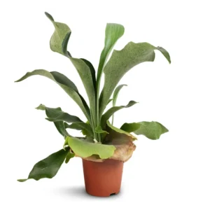 Staghorn Fern Platycerium Bifurcatum Netherlands Rooted Potted Fern Houseplant 4 inch Pot