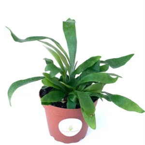 Staghorn Fern Platycerium Bifurcatum Netherlands Rooted Potted Fern Houseplant 4 inch Pot