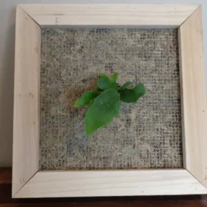 Staghorn Fern Platycerium Bifurcatum Netherlands Rooted Potted Fern Houseplant 4 inch Pot