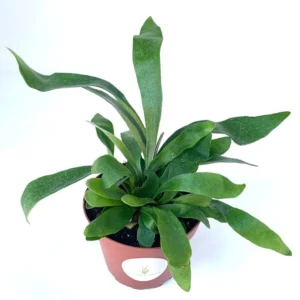 Staghorn Fern Platycerium Bifurcatum Netherlands Rooted Potted Fern Houseplant 4 inch Pot