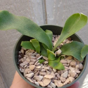 Staghorn Fern Platycerium Bifurcatum Netherlands Rooted Potted Fern Houseplant 4 inch Pot
