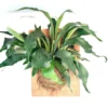 Staghorn Fern XL Mounted Houseplant on Wood Plank