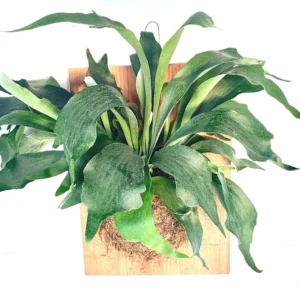 Staghorn Fern XL Mounted Houseplant on Wood Plank