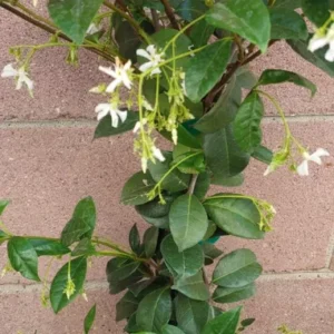Star Jasmine Live Plant - 25 to 30 inch White Flower Fragrant Vine - 1 Gallon