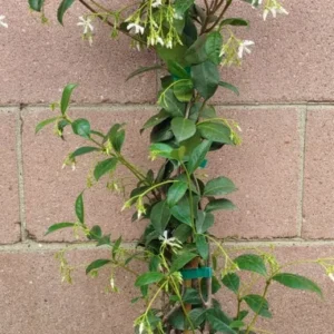 Star Jasmine Live Plant - 25 to 30 inch White Flower Fragrant Vine - 1 Gallon