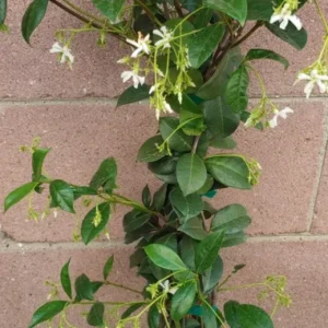 Star Jasmine Live Plant - 25 to 30 inch White Flower Fragrant Vine - 1 Gallon
