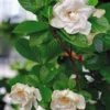Steady As She Goes Gardenia Jasminoides - 4 Inch Potted Plant - White Flowers