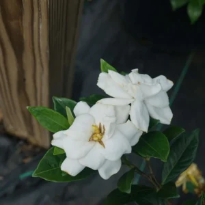 Steady As She Goes Gardenia Jasminoides - 4 Inch Potted Plant - White Flowers