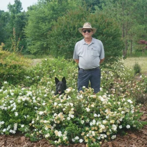 Steady As She Goes Gardenia Jasminoides - 4 Inch Potted Plant - White Flowers