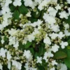 Steady Eddy Viburnum - Doublefile 4" Pot White Summer Blooming Shrub