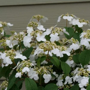 Steady Eddy Viburnum - Doublefile 4" Pot White Summer Blooming Shrub