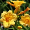 Stella De Oro Daylily - 10 Bare Root Golden Yellow Cold Hardy Perennial