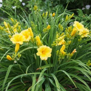 Stella De Oro Daylily - 10 Bare Root Golden Yellow Cold Hardy Perennial